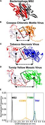 The diversity of protein-protein interaction interfaces within T=3 icosahedral viral capsids